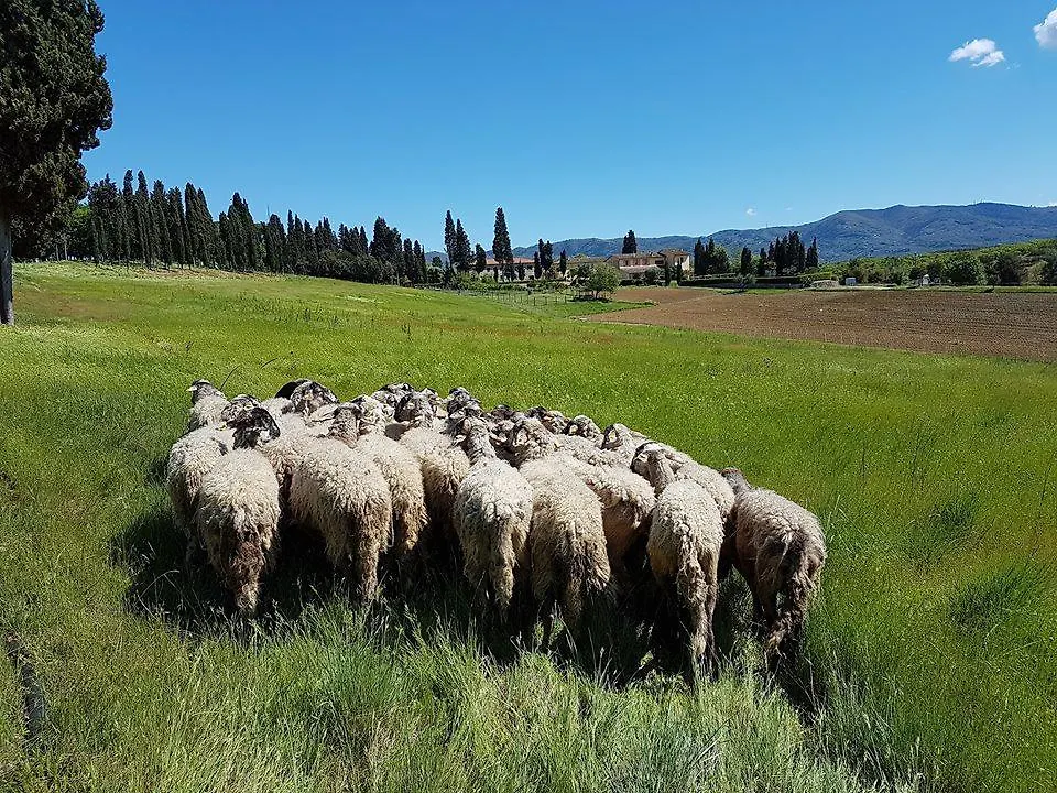 Agriturismo Fattoria Rozzalupi Cerreto Guidi Italy