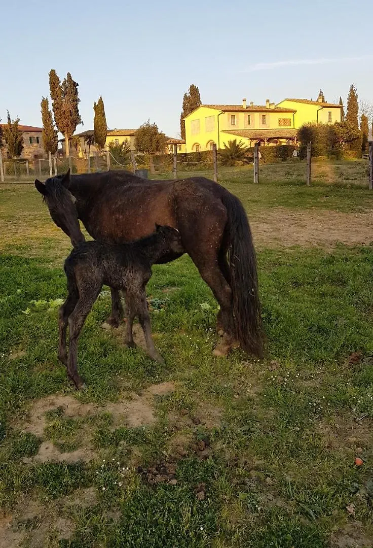 Farma Agriturismo Fattoria Rozzalupi Cerreto Guidi Itálie